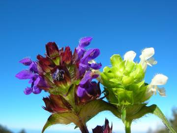 Fotografia da espécie Prunella vulgaris