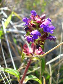 Fotografia da espécie Prunella vulgaris