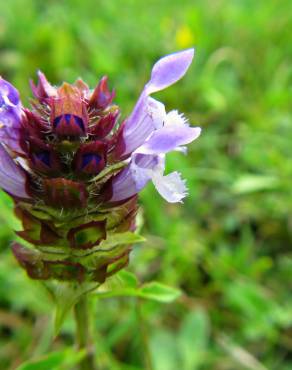 Fotografia 31 da espécie Prunella vulgaris no Jardim Botânico UTAD