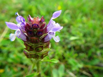 Fotografia da espécie Prunella vulgaris