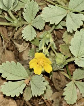 Fotografia 11 da espécie Potentilla cinerea no Jardim Botânico UTAD