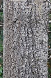 Fotografia da espécie Populus tremula