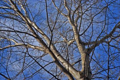 Fotografia da espécie Populus tremula