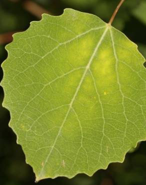 Fotografia 13 da espécie Populus tremula no Jardim Botânico UTAD