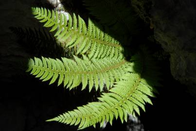 Fotografia da espécie Polystichum setiferum