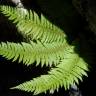 Fotografia 5 da espécie Polystichum setiferum do Jardim Botânico UTAD