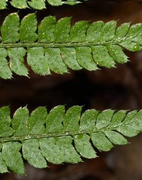 Fotografia 7 da espécie Polystichum setiferum no Jardim Botânico UTAD