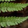 Fotografia 7 da espécie Polystichum setiferum do Jardim Botânico UTAD