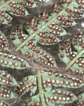 Fotografia 8 da espécie Polystichum setiferum no Jardim Botânico UTAD