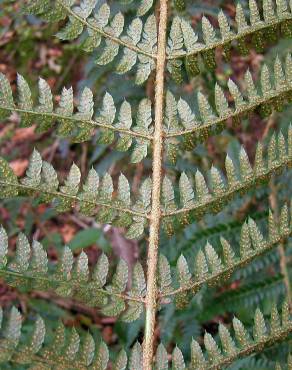 Fotografia 9 da espécie Polystichum setiferum no Jardim Botânico UTAD