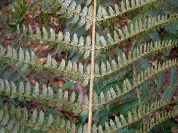 Fotografia da espécie Polystichum setiferum