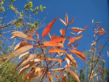 Fotografia da espécie Prunus serotina