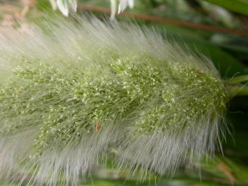 Fotografia da espécie Polypogon monspeliensis