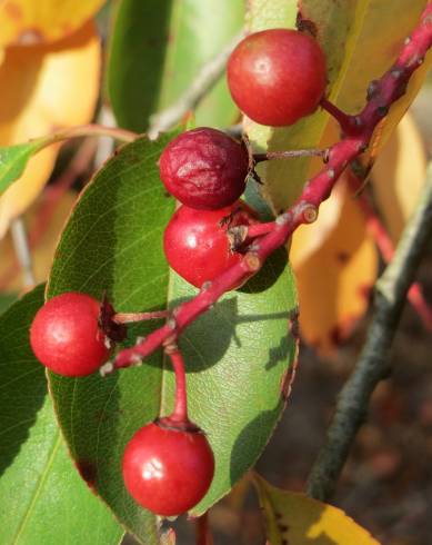 Fotografia de capa Prunus serotina - do Jardim Botânico