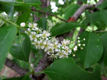 Fotografia da espécie Prunus serotina