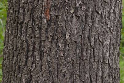 Fotografia da espécie Prunus serotina