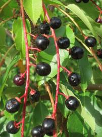 Fotografia da espécie Prunus serotina