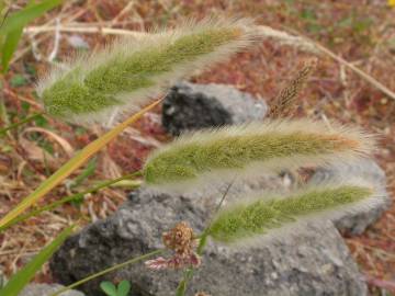 Fotografia da espécie Polypogon monspeliensis