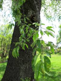 Fotografia da espécie Prunus serotina