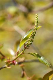 Fotografia da espécie Prunus serotina