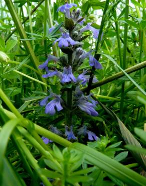 Fotografia 18 da espécie Ajuga reptans no Jardim Botânico UTAD