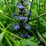 Fotografia 18 da espécie Ajuga reptans do Jardim Botânico UTAD