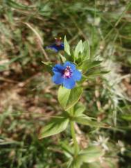 Anagallis crassifolia