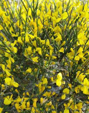 Fotografia 1 da espécie Genista polyanthos no Jardim Botânico UTAD