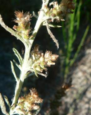 Fotografia 3 da espécie Gnaphalium antillanum no Jardim Botânico UTAD