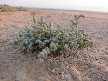 Fotografia da espécie Halopeplis amplexicaulis