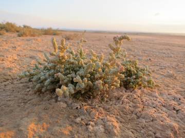 Fotografia da espécie Halopeplis amplexicaulis