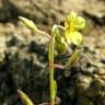 Fotografia 2 da espécie Helianthemum angustatum do Jardim Botânico UTAD
