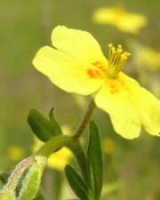 Fotografia da espécie Helianthemum angustatum