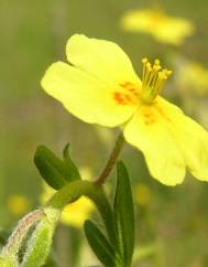 Helianthemum angustatum