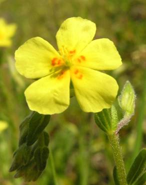 Fotografia 3 da espécie Helianthemum angustatum no Jardim Botânico UTAD