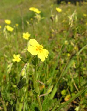 Fotografia 6 da espécie Helianthemum angustatum no Jardim Botânico UTAD