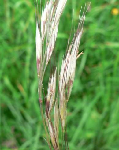 Fotografia de capa Helictotrichon pratense - do Jardim Botânico