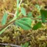 Fotografia 3 da espécie Euphorbia angulata do Jardim Botânico UTAD