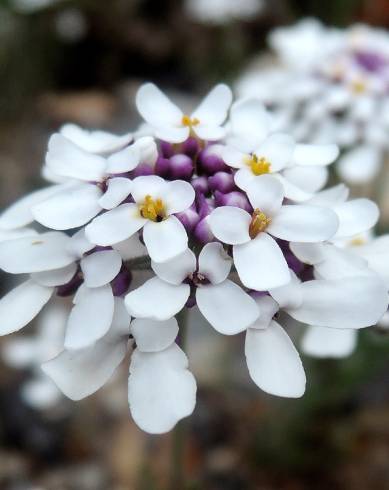 Fotografia de capa Iberis pectinata - do Jardim Botânico