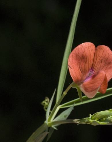 Fotografia de capa Lathyrus setifolius - do Jardim Botânico