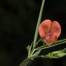 Fotografia 1 da espécie Lathyrus setifolius do Jardim Botânico UTAD