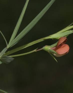 Fotografia 3 da espécie Lathyrus setifolius no Jardim Botânico UTAD