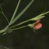 Fotografia 3 da espécie Lathyrus setifolius do Jardim Botânico UTAD