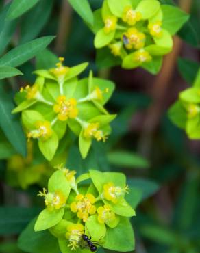 Fotografia 1 da espécie Euphorbia angulata no Jardim Botânico UTAD