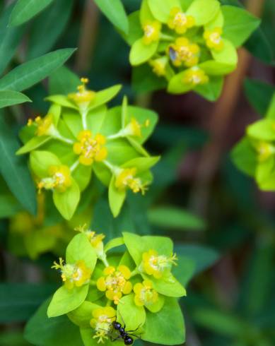 Fotografia de capa Euphorbia angulata - do Jardim Botânico