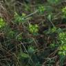 Fotografia 6 da espécie Euphorbia angulata do Jardim Botânico UTAD