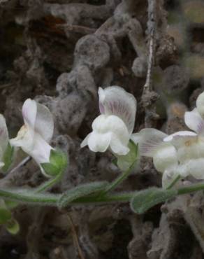 Fotografia 3 da espécie Antirrhinum lopesianum no Jardim Botânico UTAD