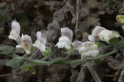 Fotografia da espécie Antirrhinum lopesianum