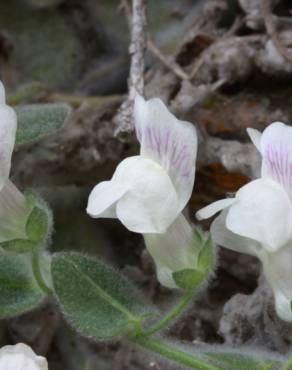 Fotografia 4 da espécie Antirrhinum lopesianum no Jardim Botânico UTAD