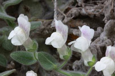 Fotografia da espécie Antirrhinum lopesianum